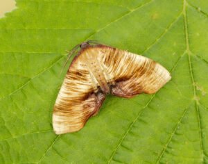 scorched wing moth caterpillar