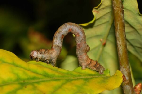 scorched wing moth caterpillar