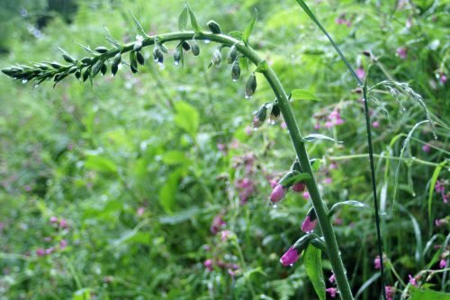 foxglove gumshoe